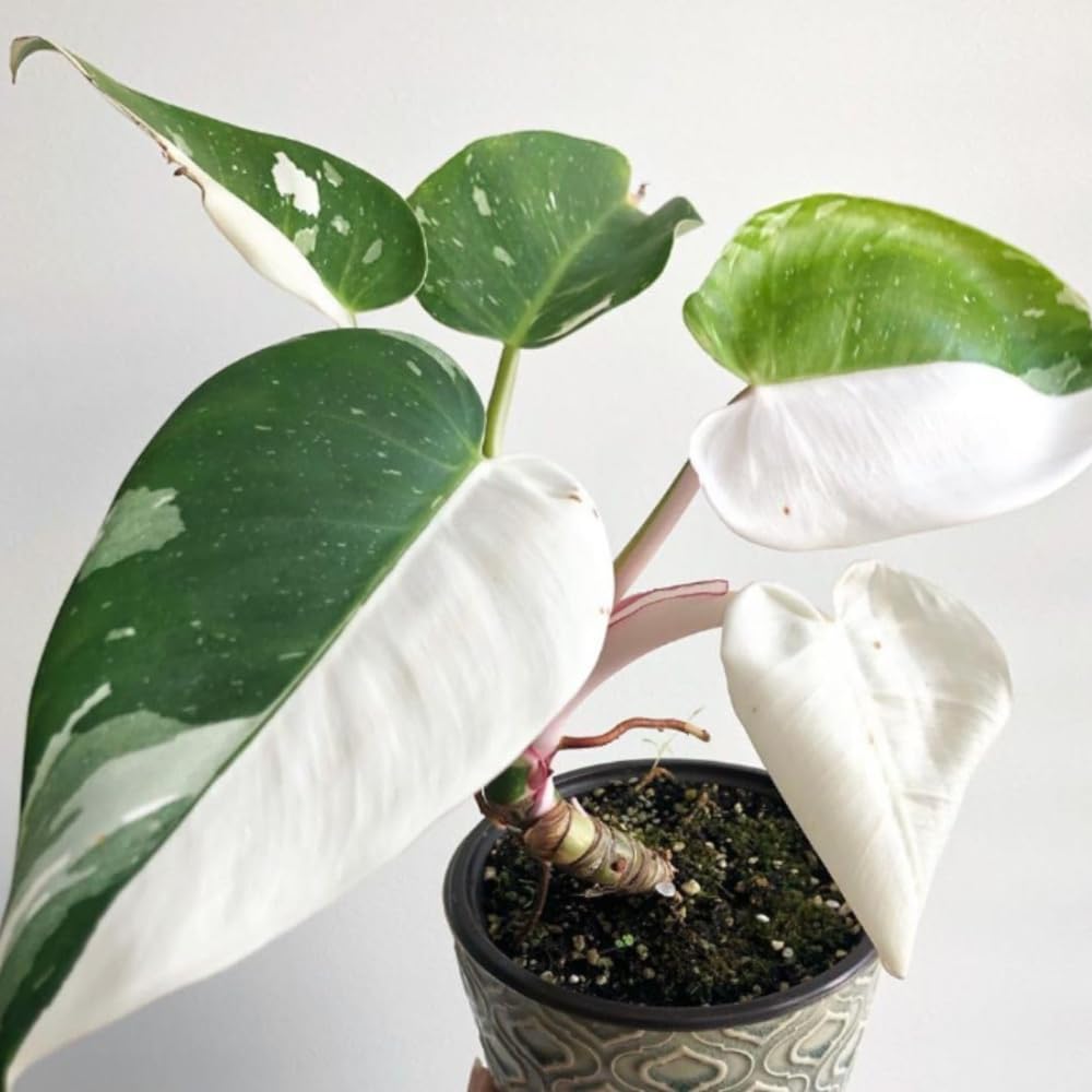 Princess Philodendron Plant, Rare Tropical Variegated Live Indoor Houseplant, 5-8" Tall, No Pot (White Princess Philodendron Plant)