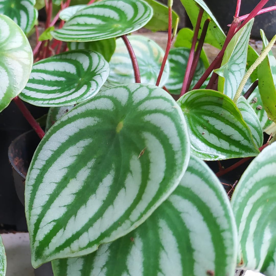 Watermelon Peperomia Live Plant, Houseplant Peperomia in 4 Inc Pot, Green Sliver Leaves