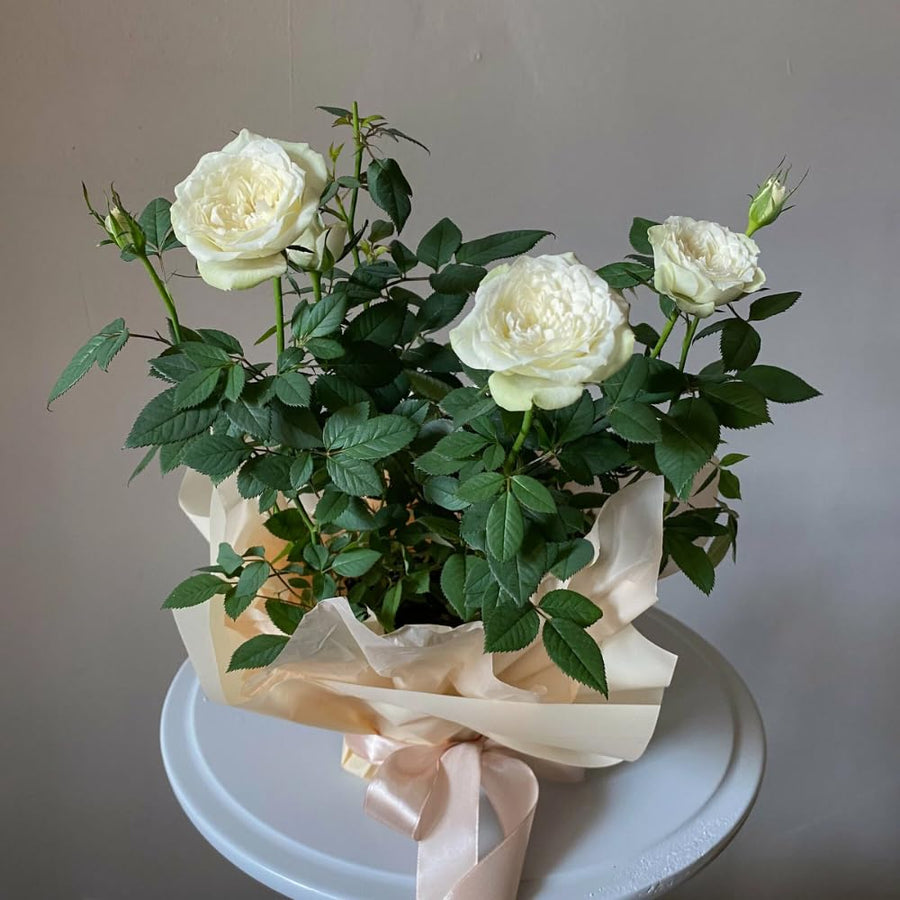Miniature Rose Plant, Live 3” Potted Rose, Compact, Colorful Flowering Rose Bush for Indoor Outdoor Gardens (White)