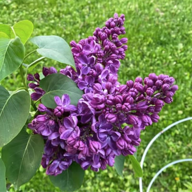 Purple Lilac Bush Live Tree Plant, 1 Year Old Tree for Planting, 6 to 12 Inches in Tall, Hardy Shrub, Dormant in Winter