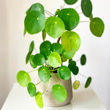 Money Plant Live 4-7 Inches Tall in 4 Inch Pot, Money Indoor Houseplant, Pilea Peperomioides, Easy Care Tropical Plant for Home Office Decor
