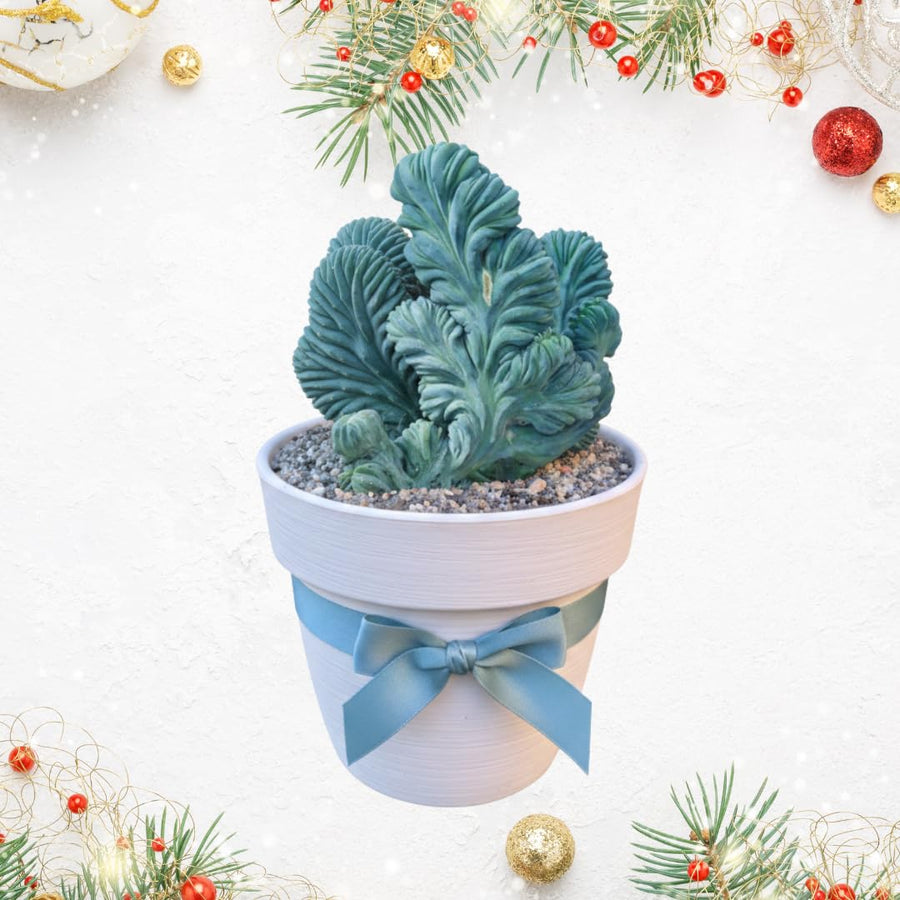 Live Blue Candle Curly Cactus Plant, Rare Succulent, 6 Inch Pot for Indoor or Outdoor Growing