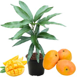 Seedlings Mango Tree Live Plant in Pot, 12-16 Inches Mango Trees Well Rooted, Fast-Growing Mango Tree