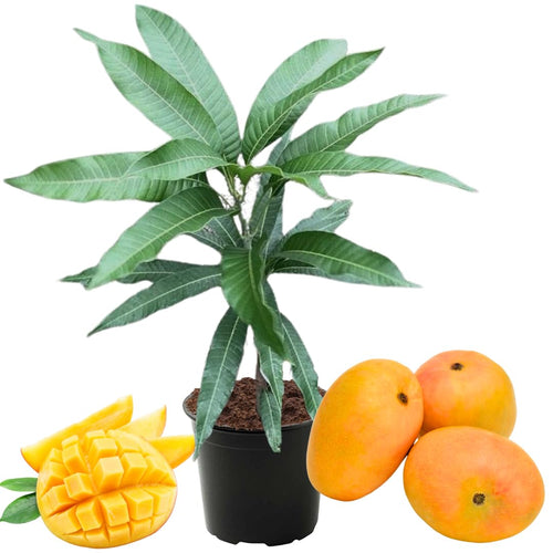 Seedlings Mango Tree Live Plant in Pot, 12-16 Inches Mango Trees Well Rooted, Fast-Growing Mango Tree
