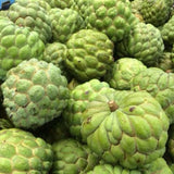 Sweet Sugar Apple Plant Live, 1 Year Old Annona Squamosa 6-8" in Tall Potted, Tropical Fruit Tree for Tropical Fruit Outdoor Growing, Zones 9-11