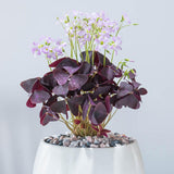 2 Deep Oxalis Shamrock Plants Live, 4-8 Inch Tall, Oxalis Triangularis Plants for Indoor or Outdoor Planting, Easy Care Perennial, USDA Zones 7–10