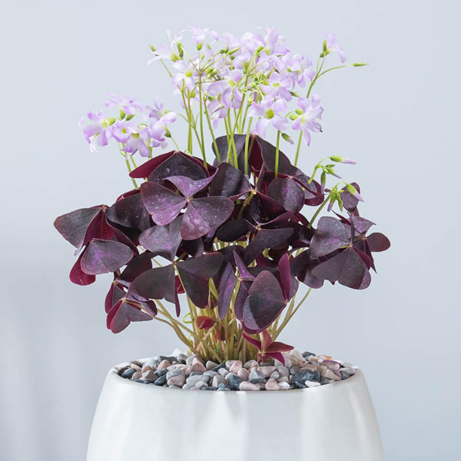 2 Deep Oxalis Shamrock Plants Live, 4-8 Inch Tall, Oxalis Triangularis Plants for Indoor or Outdoor Planting, Easy Care Perennial, USDA Zones 7–10