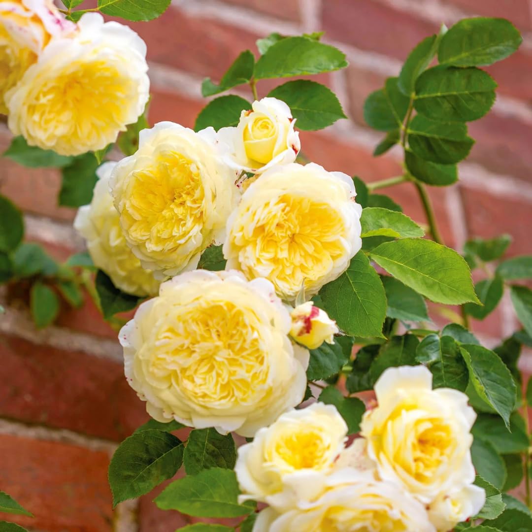 Sunrosa Rose Plant Live, Come Bare Root with Soil, No Leaves, 5 to 7 Inches (Yellow)