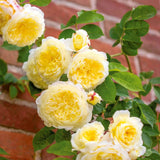 Sunrosa Rose Plant Live, Come Bare Root with Soil, No Leaves, 5 to 7 Inches (Yellow)