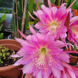 Epiphyllum Plants Live, 2 Plants per Pot, Orchid Cactus Plants for Indoor and Outdoor Planting, Well Rooted Orchid Cactus Plant, Ready to Plant (Pink Epiphyllum)
