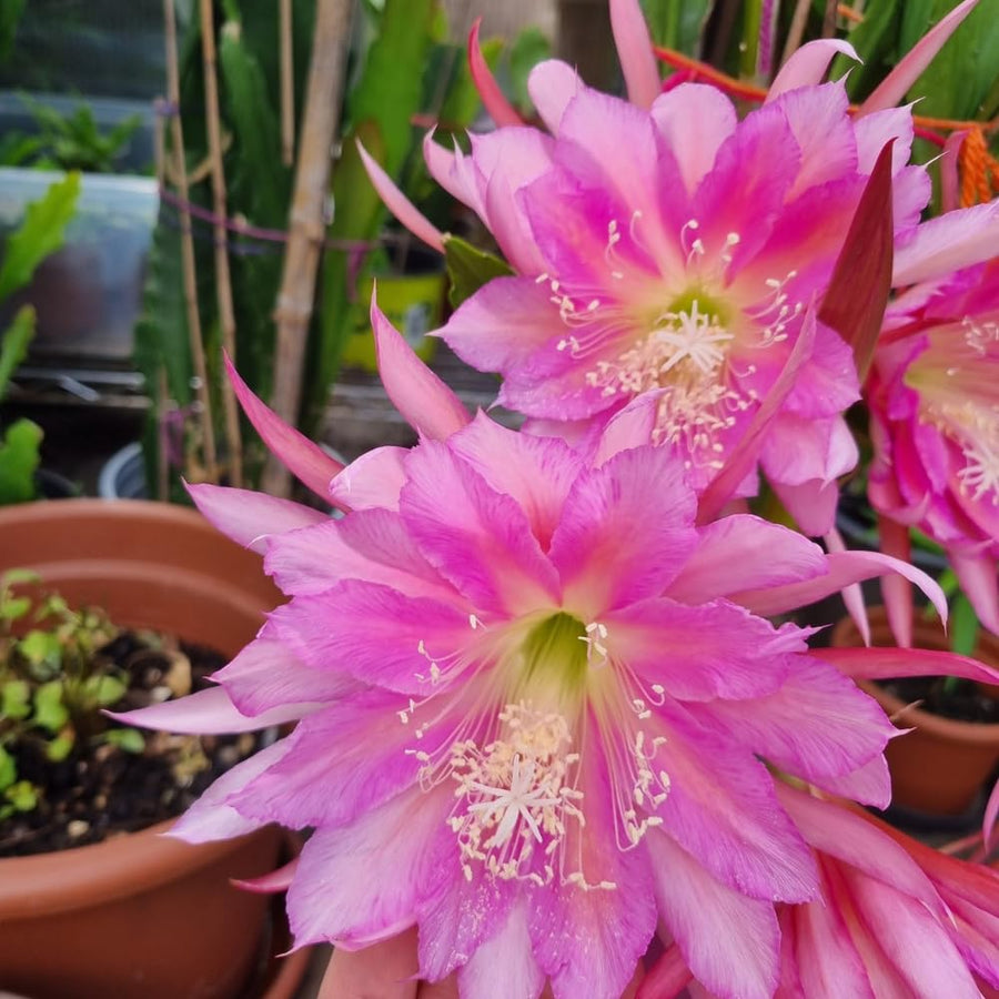 Epiphyllum Plants Live, 2 Plants per Pot, Orchid Cactus Plants for Indoor and Outdoor Planting, Well Rooted Orchid Cactus Plant, Ready to Plant (Pink Epiphyllum)