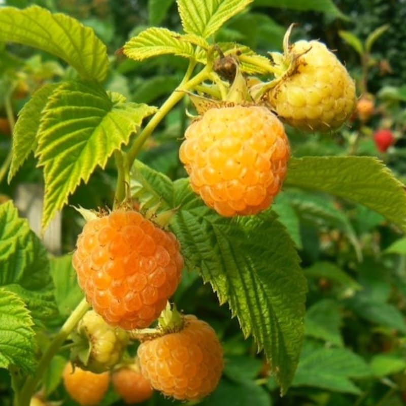 1 Fall Gold Raspberry Plant Live for Planting, 20-30 Inch Tall, Fall Raspberry Bushes Live Plants, Sweet Raspberry Fruit Trees