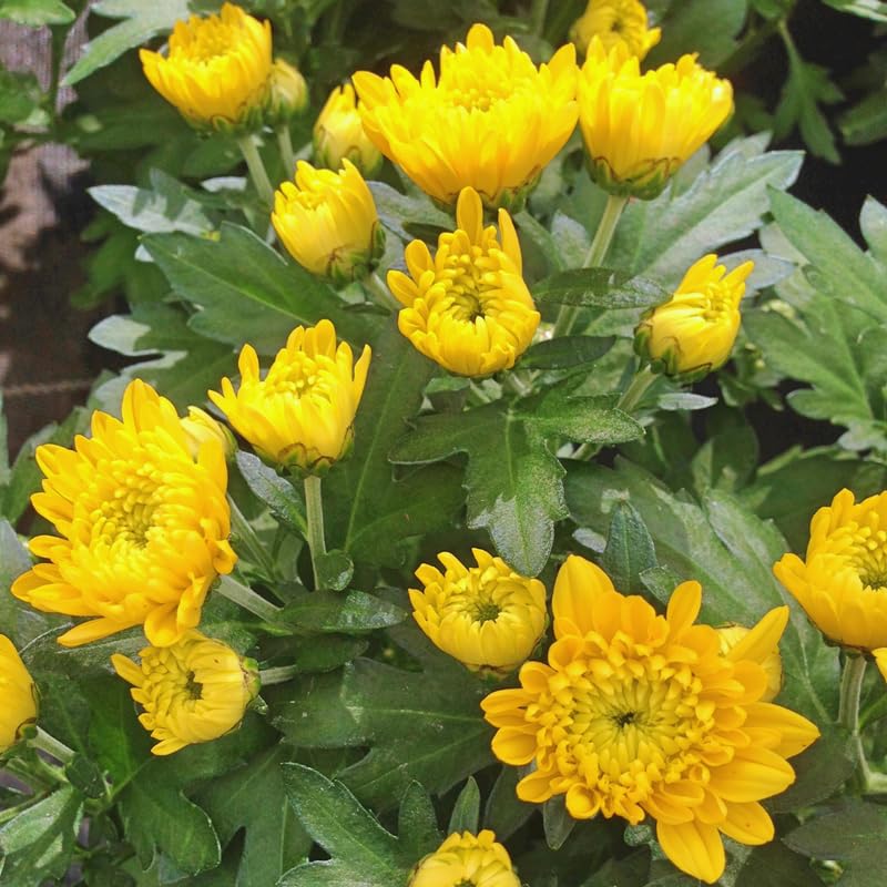 2 Yellow Chrysanthemum Plants Live, 5 Inches and 7 Inches Tall, Mums Plant Live for Outside, Mum Live Plant