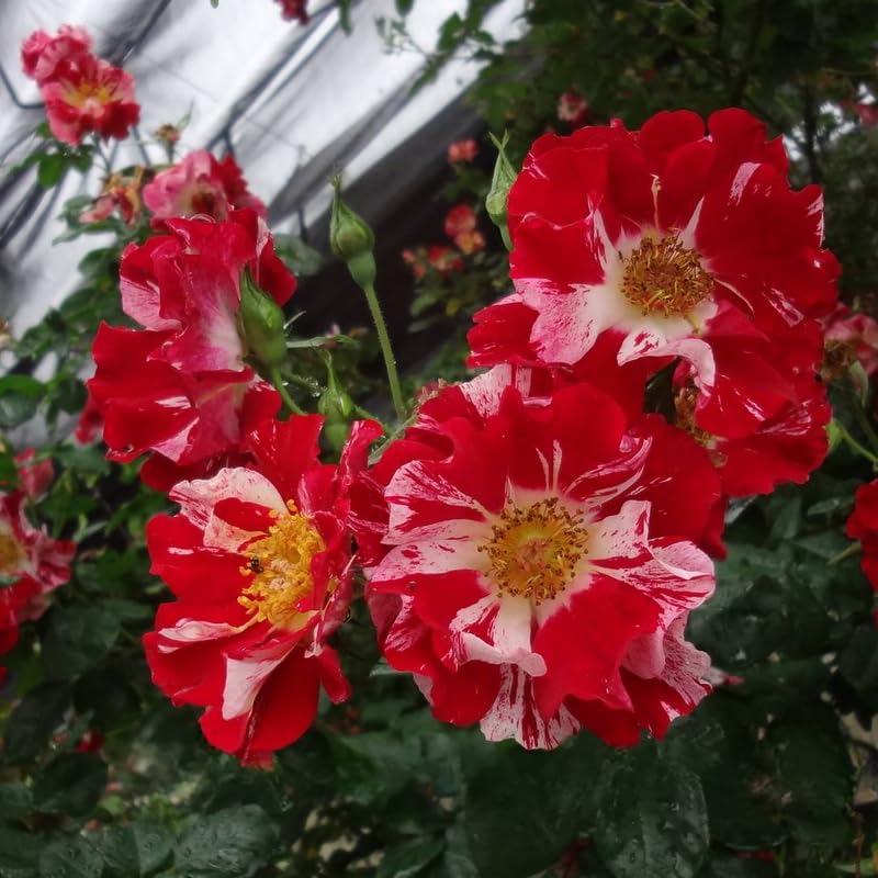 Fourth of July Climbing Roses Live Plants 7 Months Old, Rose Bushes Ready to Plant 5-9" Tall, Very Fragrant, Can Grow As Climber or Bush Tree or Trellises, Walls, Fences