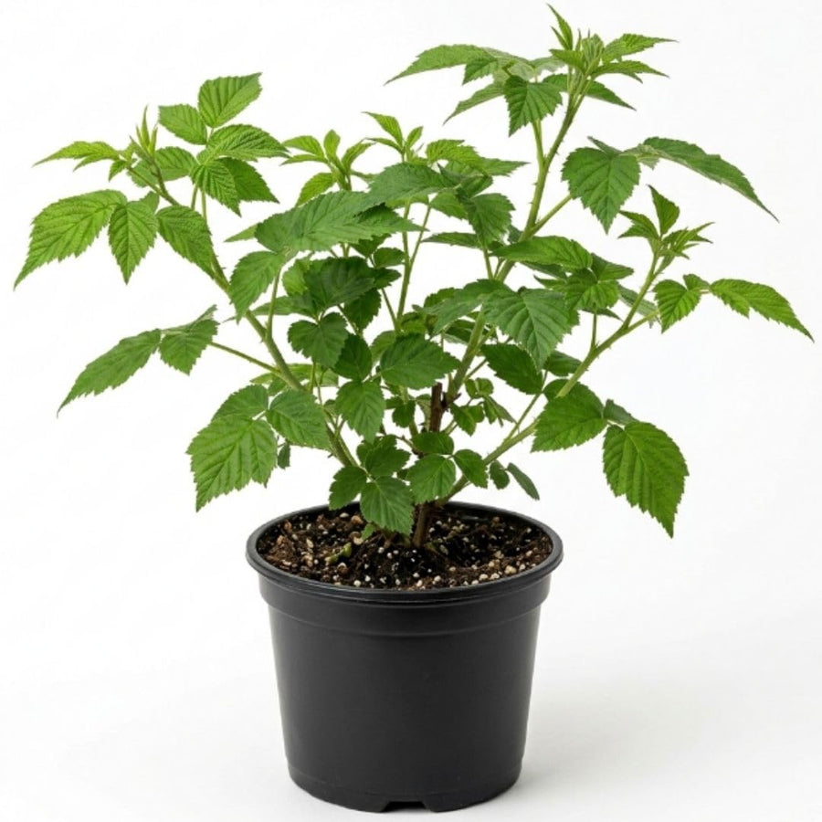 Red Raspberry Live Plant - 6-8" Tall Raspberry Fruit Plant in 4" Pot, Sweet Raspberry Berry Bush for Home Garden, Hardy and Perennial