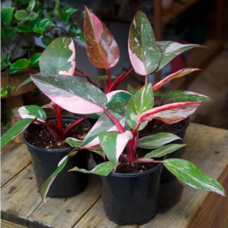 Philodendron Plant, Rare Tropical Variegated Live Indoor Houseplant, 5-8" Tall, No Pot (Pink Philodendron Plant)