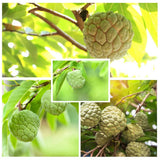 Sugar Apple Plant Live in 3'' Pot, 6-8'' Tall, Annona Squamosa Tree, Sweet Edible Fruit