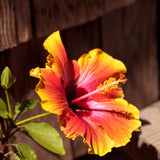 Hibiscus Flower Plant, Hibiscus Plants Live, Tropical Hibiscus Plant, Orange Sunset, Zone 10 to 12, Size 5 to 7 Inch Tall