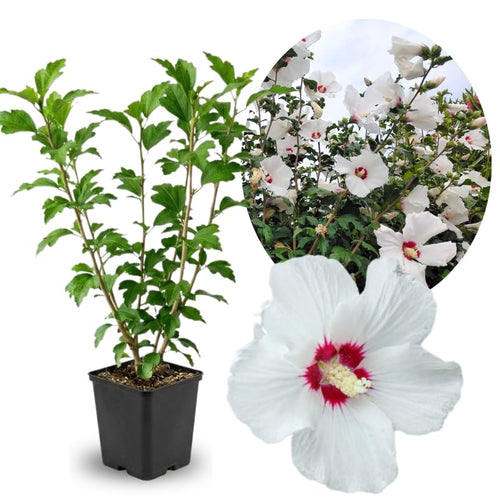 White Rose of Sharon Plant in Quart Pot, Hardy Hibiscus Flowering Shrub, Vibrant Outdoor Althea Plants, Fast-Growing Perennial