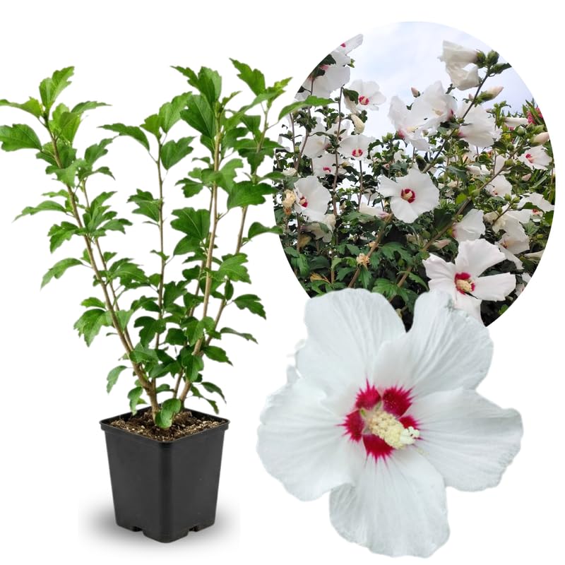 White Rose of Sharon Plant in Quart Pot, Hardy Hibiscus Flowering Shrub, Vibrant Outdoor Althea Plants, Fast-Growing Perennial