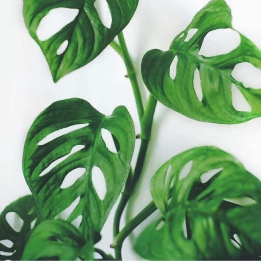 2 Swiss Cheese Plants Live, Monstera Live Plants, Swiss Cheese Philodendron House Plants for Planting, Rare Leaf Monstera 4 to 6 Leaves (Monstera Adansonii Narrow Leaf)
