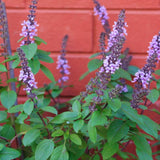 5 Blue Basil Live Plants, Live Basil Plants from 3 to 7 Inc Tall, Basil Plant Seedlings, Basil Plants Live Growing Outdoor