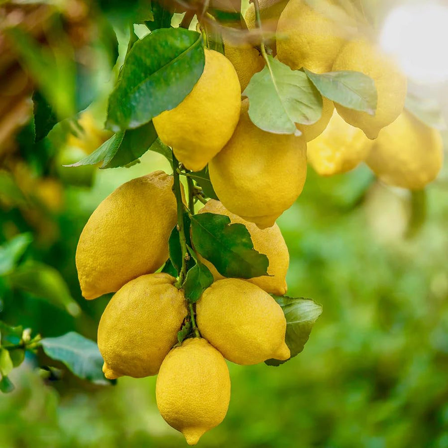 Lemon Tree Live Plant, 3-4 Feet Tall Grafted Citrus Tree, Hardy Yellow Lemon Fruit Tree for Outdoor Planting