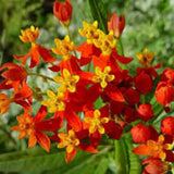75 Red Milkweed Seeds for Planting, Milkweed Flower Seed