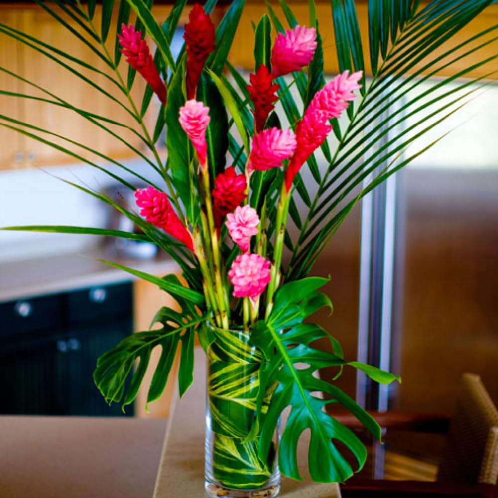 2 Pink Ginger Plants Live for Planting, Tropical Flowering Plant for Garden or Patio, Hardy Ginger Plant No Pot, 5-9" Height