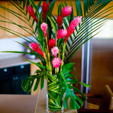 Pink Ginger Plant Live for Planting, Hawaiian Ginger Flower Plant, Tropical Ginger Plant Well-Rooted for Indoor Outdoor Growing, 5-9" Tall