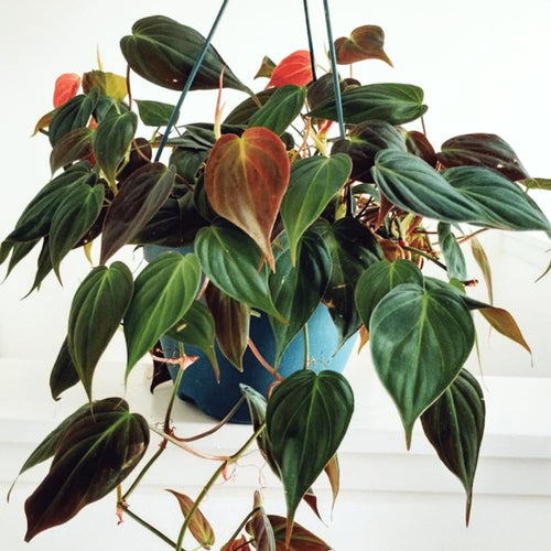 Philodendron Live Plant, Rare Houseplant, 5-8" Tall Tropical Foliage Indoor Plant for Decoration Home Garden (Velvet Leaf Philodendron)