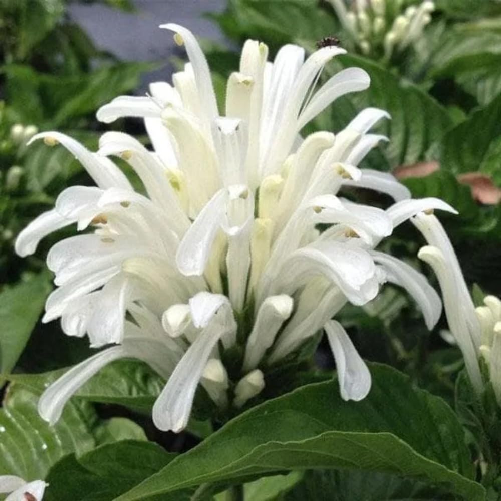 White Shrimp Plant Live, 4-9" Tall, Tropical Houseplant Well-Rooted