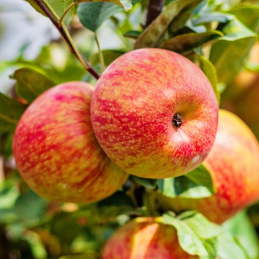2-3 Feet Apple Tree Live Plant, Honey Crisp Apple Plant Live for Planting, Bareroot Apple Fruit Tree