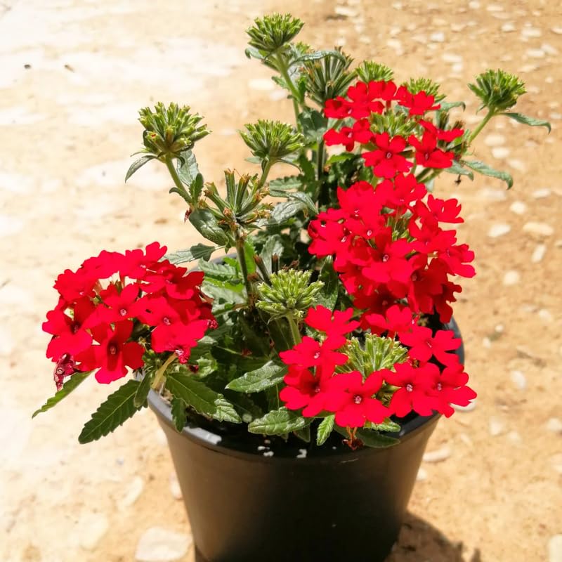 4 Red Verbena Plants Live, 5-9" Tall Hardy Perennial Flower Plants, Well-Rooted Outdoor Planting