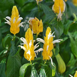 Yellow Shrimp Plant Live, 4-9" Tall, Tropical Houseplant Well-Rooted