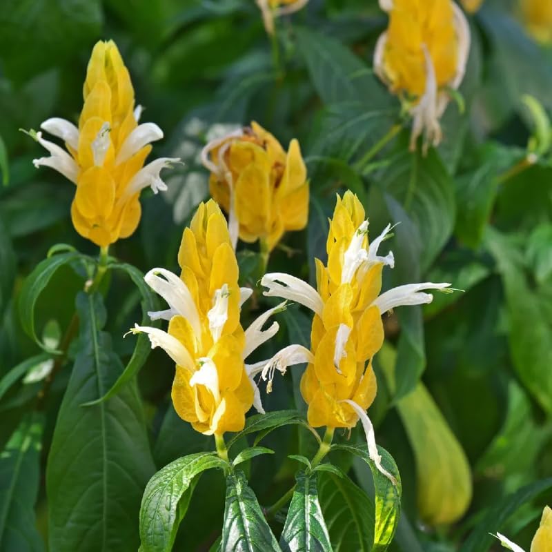 Yellow Shrimp Plant Live, 4-9" Tall, Tropical Houseplant Well-Rooted