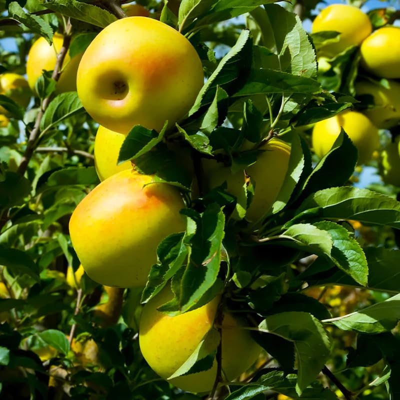 Delicious Apple Tree Live Plant, Bareroot 2 to 3 Feet Tall, Sweet Apple Plant Live for Planting, Live Apple Tree Plant, Apple Fruit Tree (Yellow Apple)