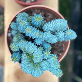 Blue Cactus Live Plant in 4" Pot, Rare Cactus Succulent for Home Décor, Indoor Outdoor Growing