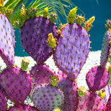 Pack of 2 Pots Purple Prickly Pear Cactus Plants Live, Each 3.5 Inch Pot, Hardy Colorful Prickly Pear Cactus Plant for Rock Gardens Outdoors