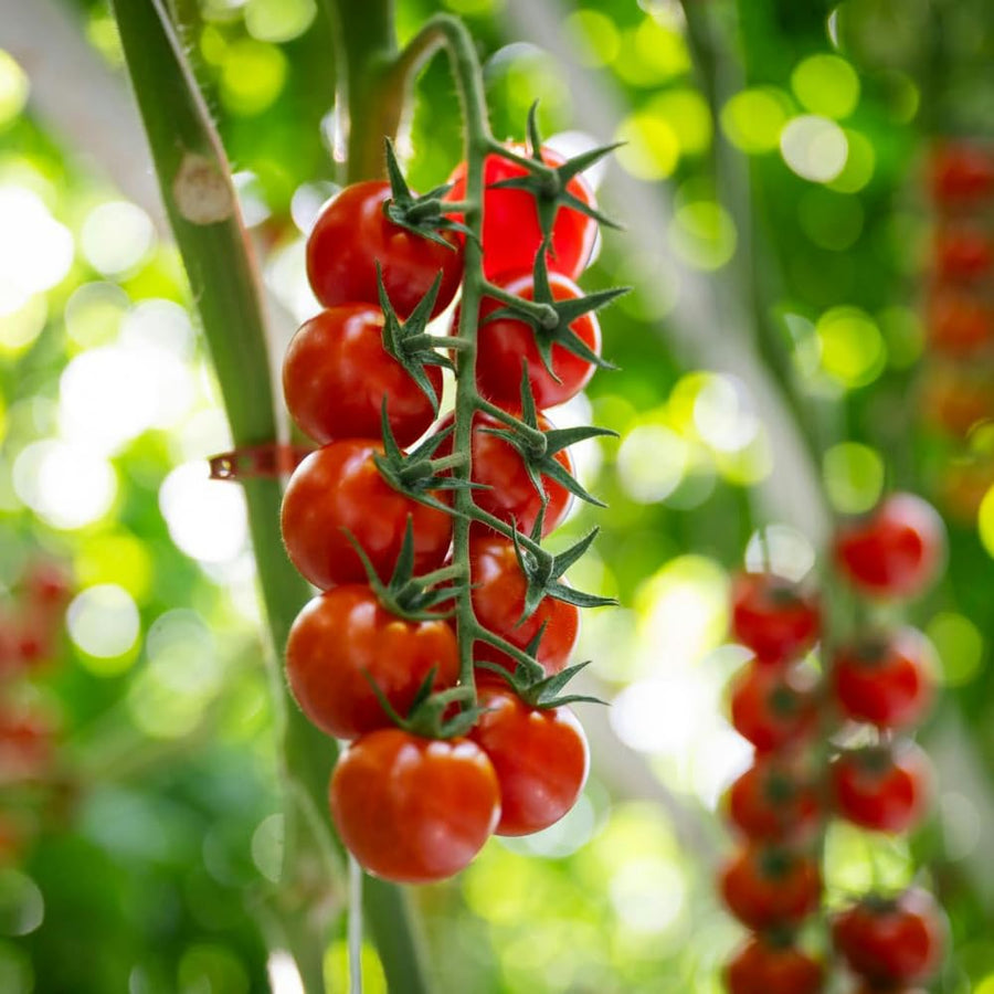 1000 Large Red Cherry Tomato Seeds, Sweet Red Tomatoes, Tomato Seeds for Outdoor Planting