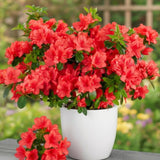 Live Azalea Plant, Rhododendron Flowering Shrub, Hardy Ornamental Plant, 10 Inches Tall, for Indoor or Outdoor Planting (Red Azalea)