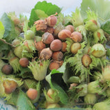 Live Hazelnut Shrub Live Plant 6-10" Tall, in Quart Pot, Hazelnut Plant for Landscaping and Garden, Dormant in Wintert, Well Rooted in Winter