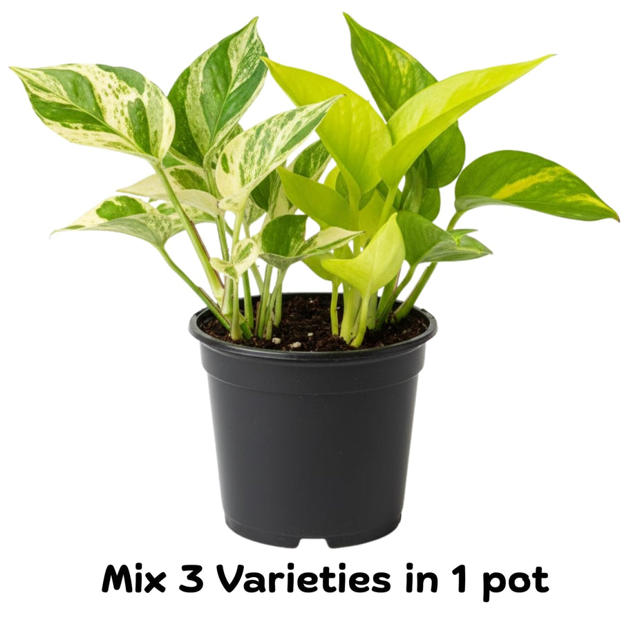3 Mixed Pothos Live Plants in 4 Inch Pot, 3-6" Live Pothos Plant, Assorted Vine Houseplant for Hanging Basket, Garden Pots
