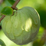 Cherimoya Tree Live Plant, 2-3 Feet Tall in One Gallon Pot, Tropical Annona Fruit Tree for Outdoor or Container Planting