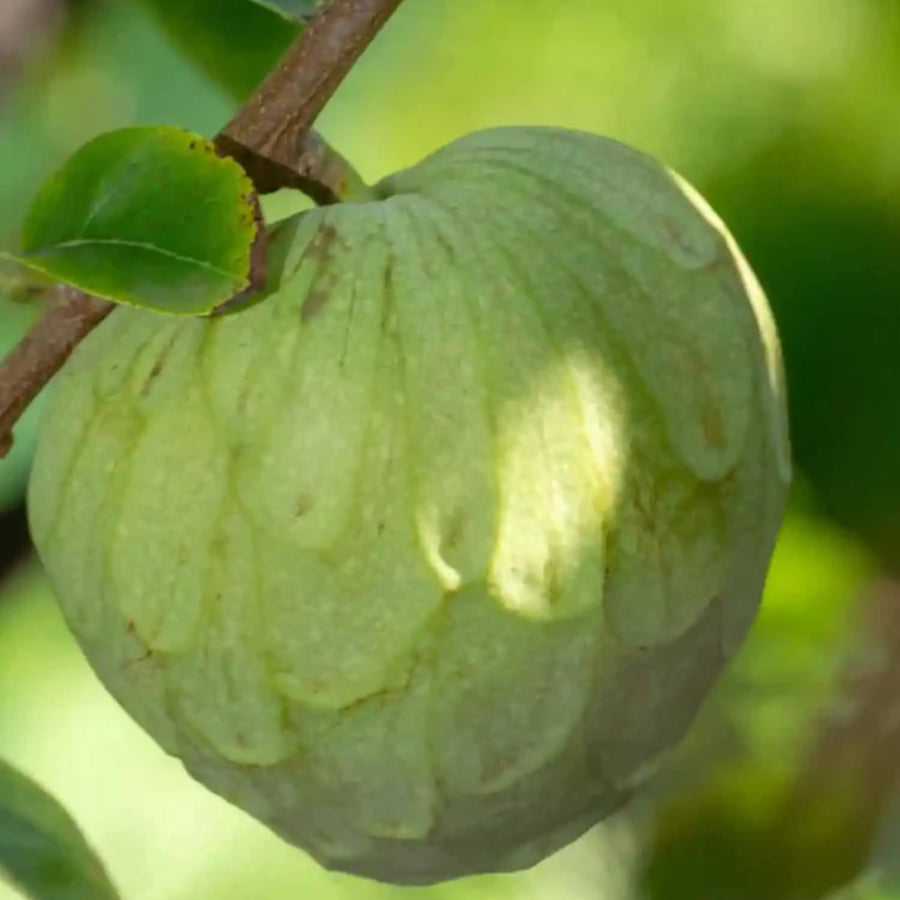 Annona Cherimoya Tree Live, Tropical Fruit Tree, 2-3 Feet Tall, 1 Gallon