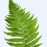 10 Fern Live Plants, Live Fern Plants, Lady Ferns Bare Roots, Fern Plant, Fern Starter Plant for Growing Indoor