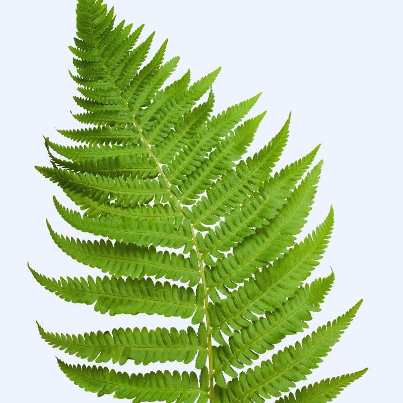 10 Fern Live Plants, Live Fern Plants, Lady Ferns Bare Roots, Fern Plant, Fern Starter Plant for Growing Indoor