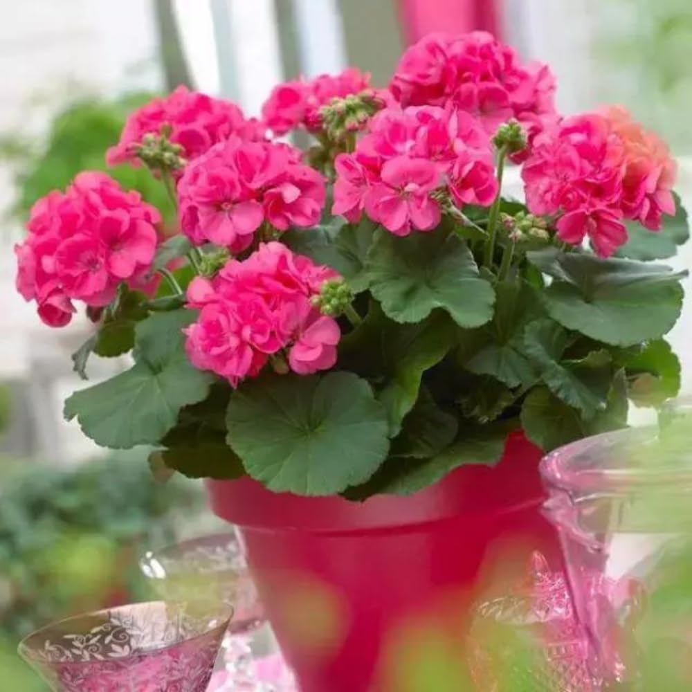 4 Geranium Plants Live, Live Geranium Plants, Pink Geranium Flower Plant Indoor Outdoor, 5 to 8 Inches Tall, Geranium Plant