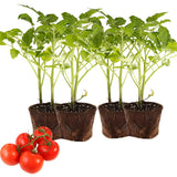 Lot 4 Tomato Plants Live for Planting Outdoors, Large and Juicy Tomatoes, Well Rooted, 6 to 8 Inch - Red Cherry Tomato