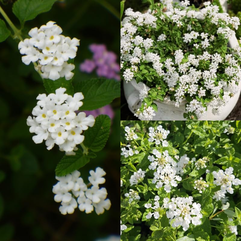 Pack 2 Lantana Live Plants, White Trailing Lantana Flowering Plants 4-8 Inches, Ready to Plant Outdoor